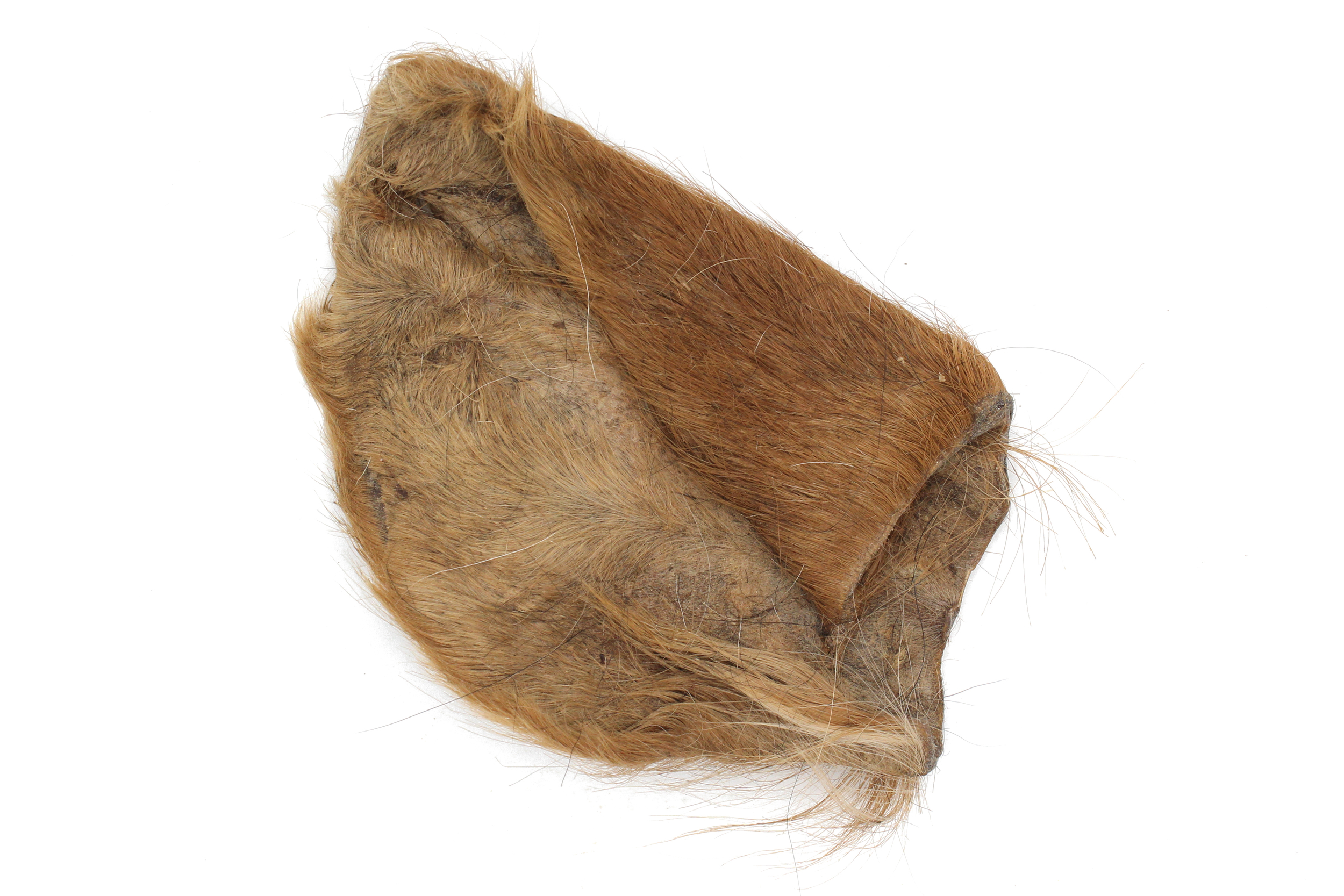 Oreille de veau avec poils 4