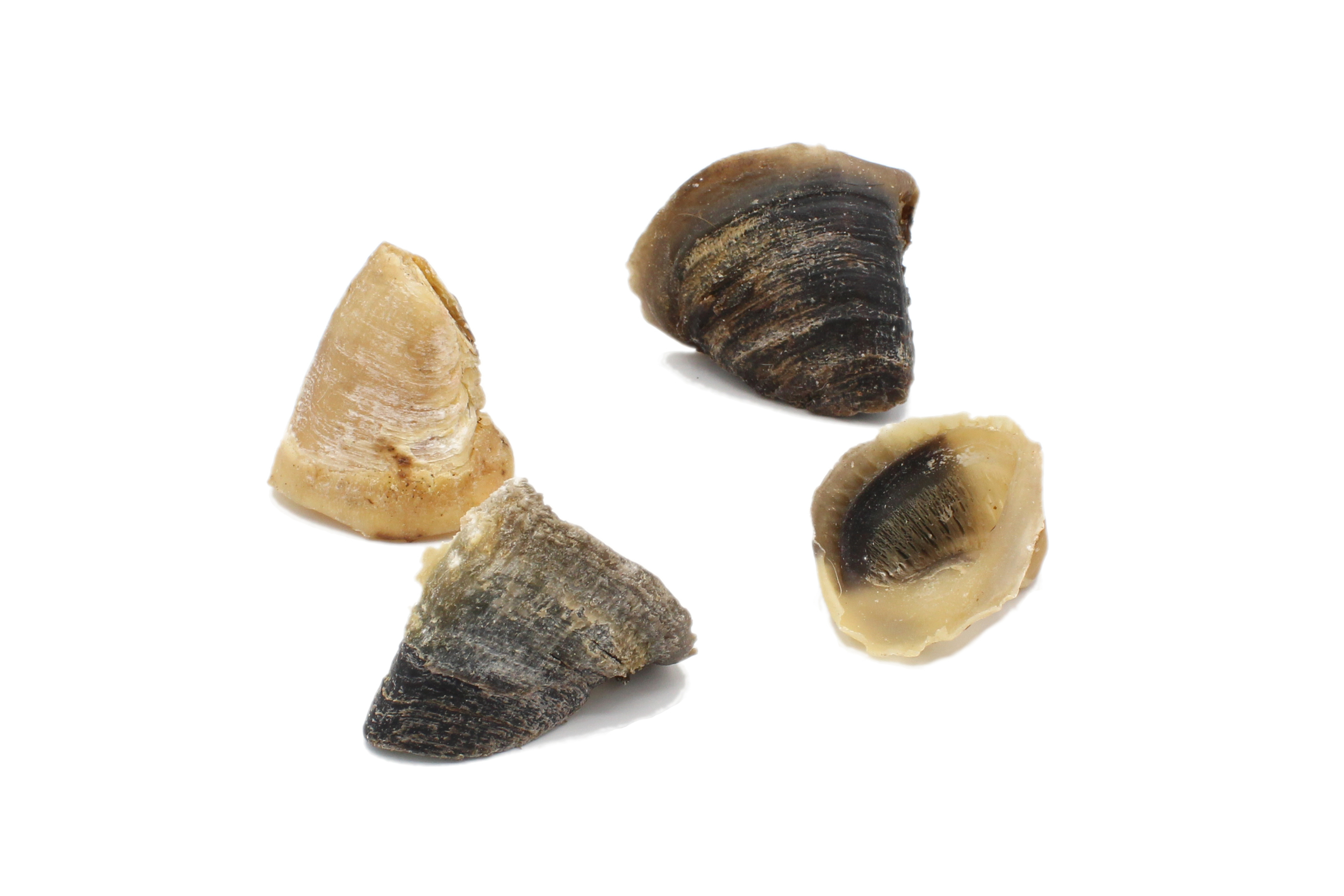 Mini sabot veau