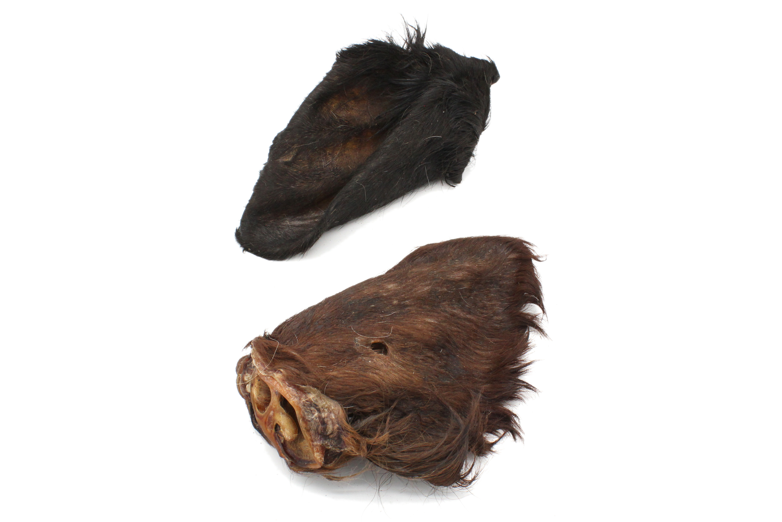 Oreille boeuf avec poils