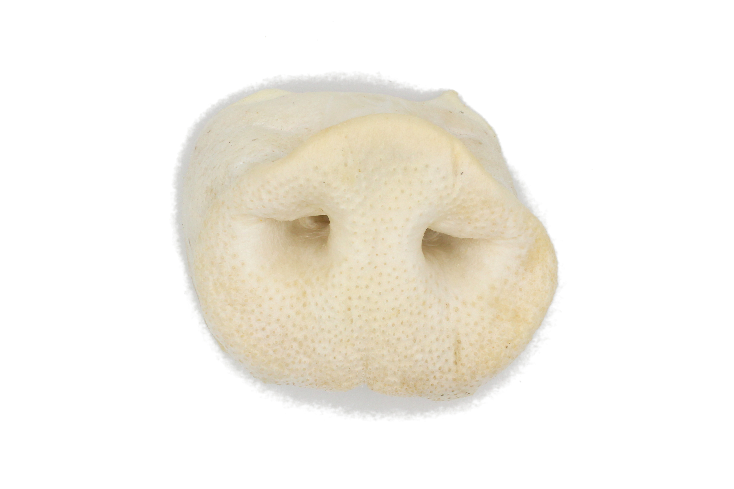 Nez porc soufflé 2