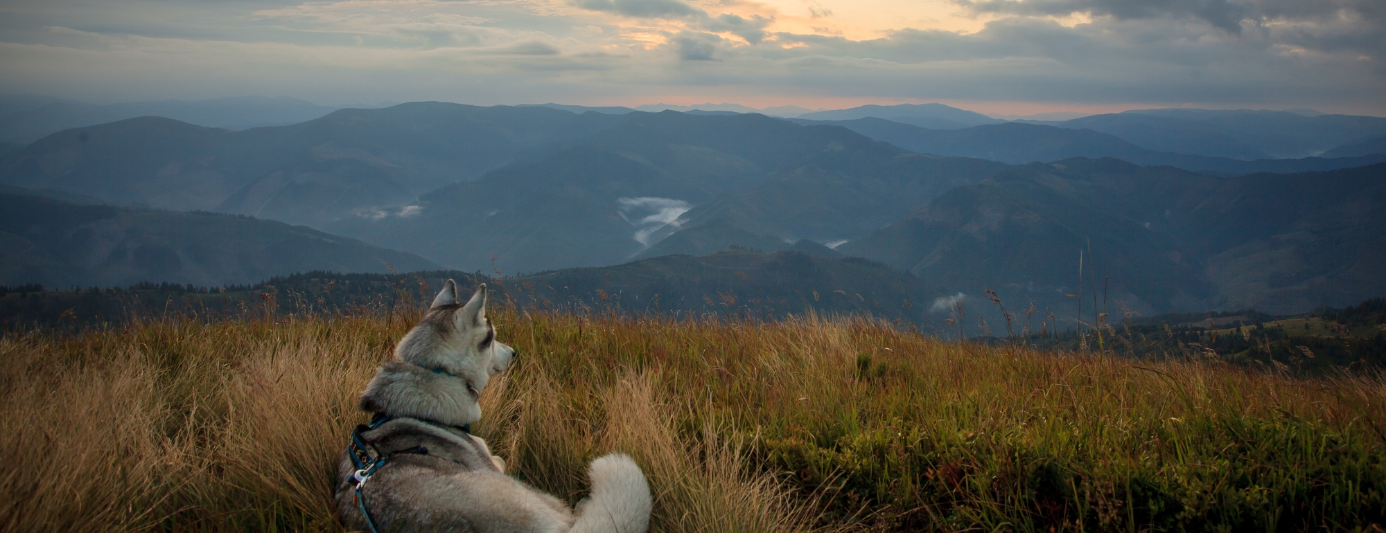 chien et montagne