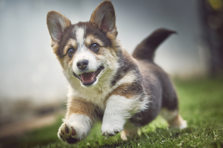 corgi