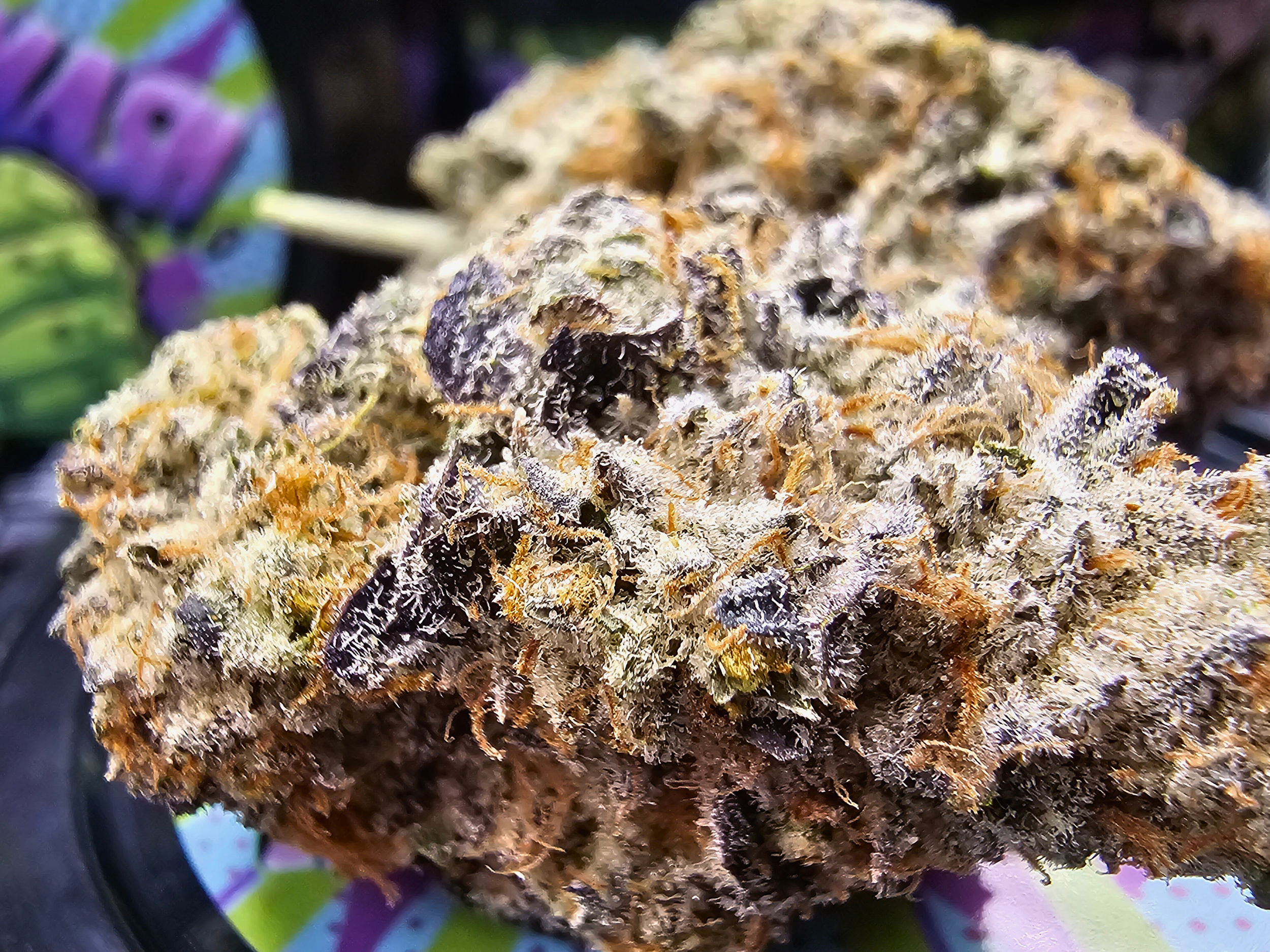 achat thca , thca france , fleurs thca , hulk smash fleurs rare , jungle dream thcp