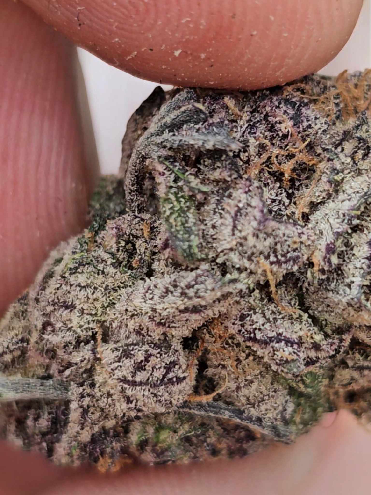 platinum runtz thca super boof thca , achat thca , shop thca californie jungle dream