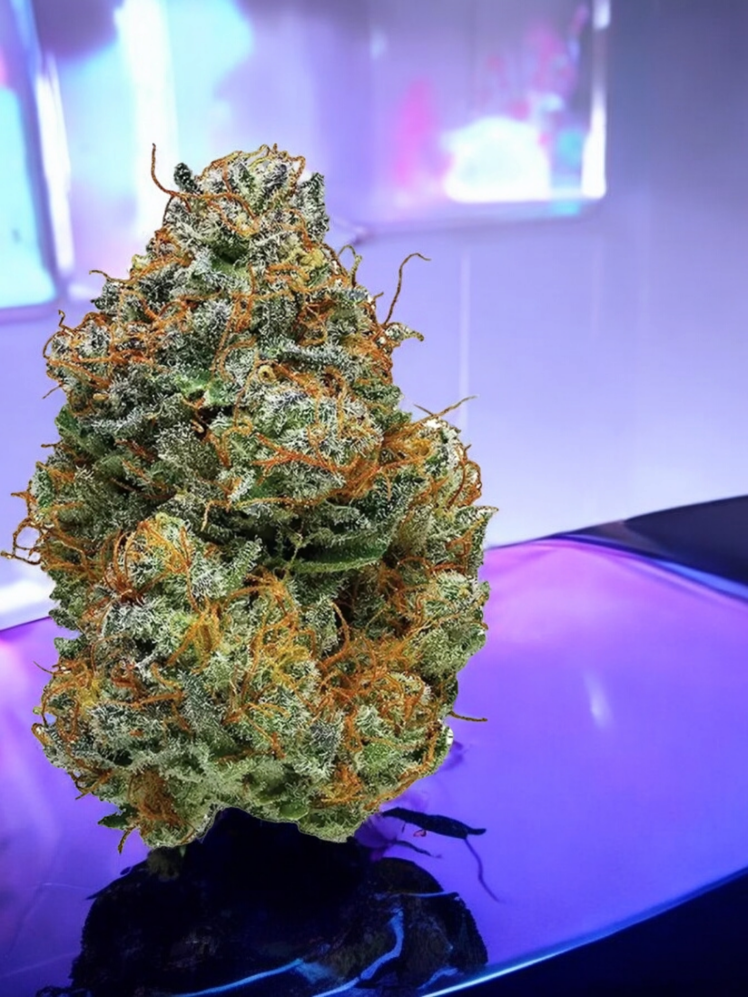 achat thca , fleurs thca , fleurs thca états-unis , thca californie , thca wholesale , thca jungle dream , thca aaa+ , thca premium , vape thca , puff thca , diamant thca  jungle dream