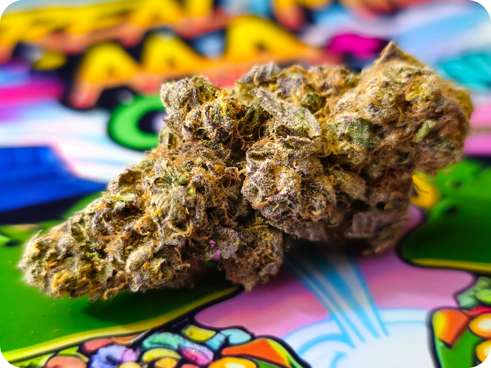 thca-fleur-premium-cereal-milk-thca-fleur-thca-naturelle-cereal-milk-indoor-thca-import-californie-variete-thca-puissante-fleur-non-vaporisee-thca-jungle dream