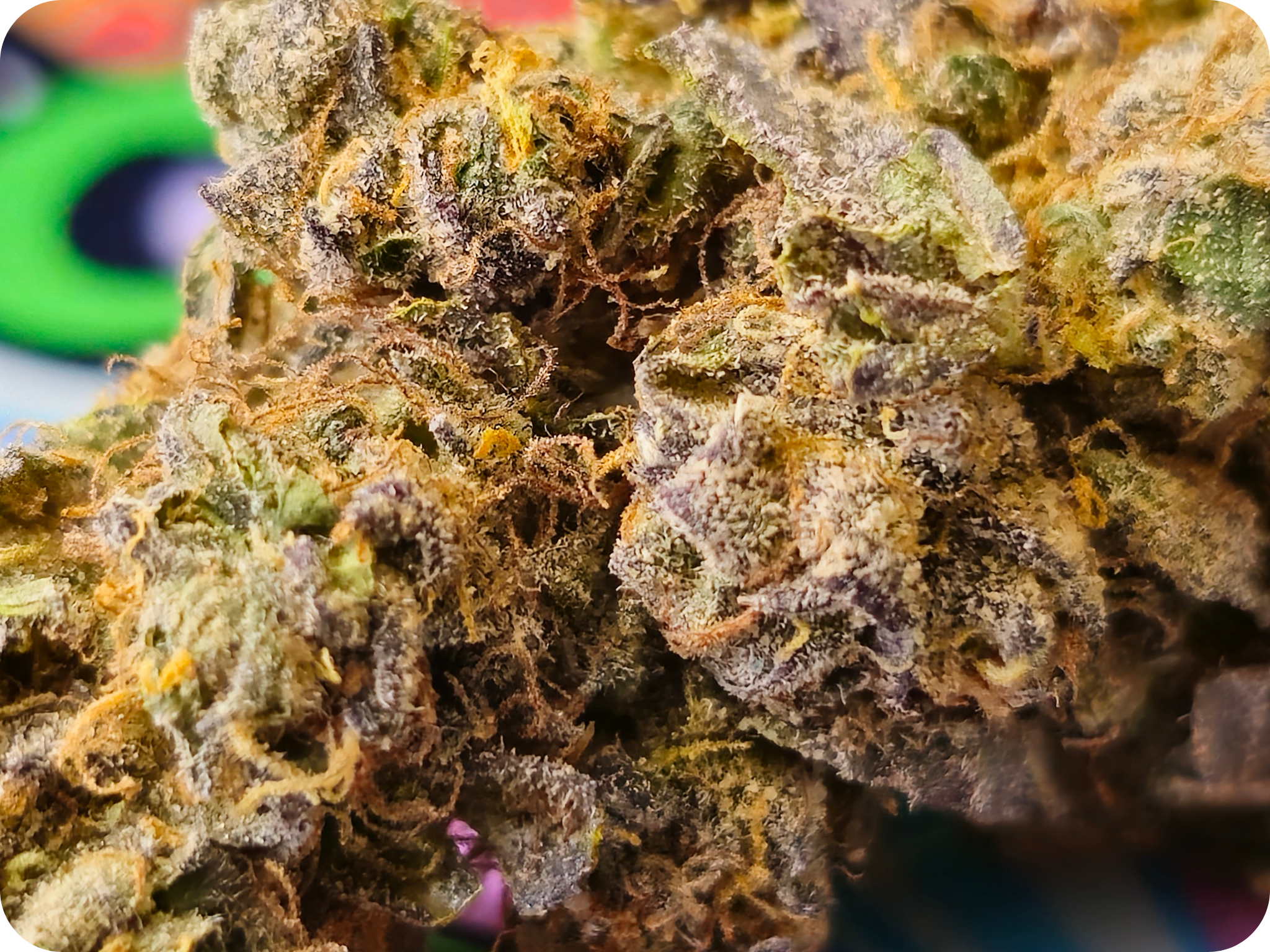 thca-fleur-premium-cereal-milk-thca-fleur-thca-naturelle-cereal-milk-indoor-thca-import-californie-variete-thca-puissante-fleur-non-vaporisee-thca-jungle dream thca