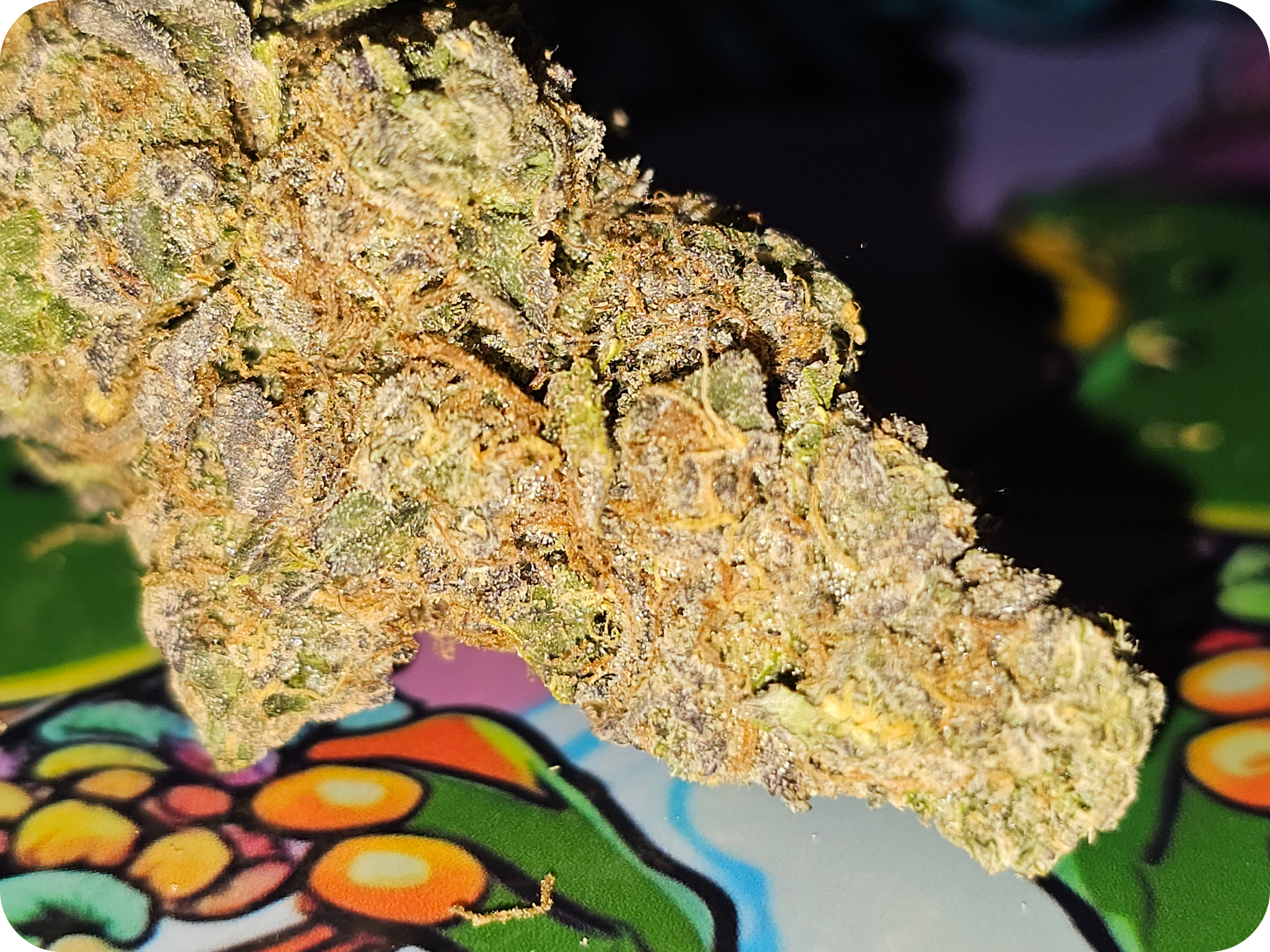 thca-fleur-premium-cereal-milk-thca-fleur-thca-naturelle-cereal-milk-indoor-thca-import-californie-variete-thca-puissante-fleur-non-vaporisee-thca.jungle dream best thca