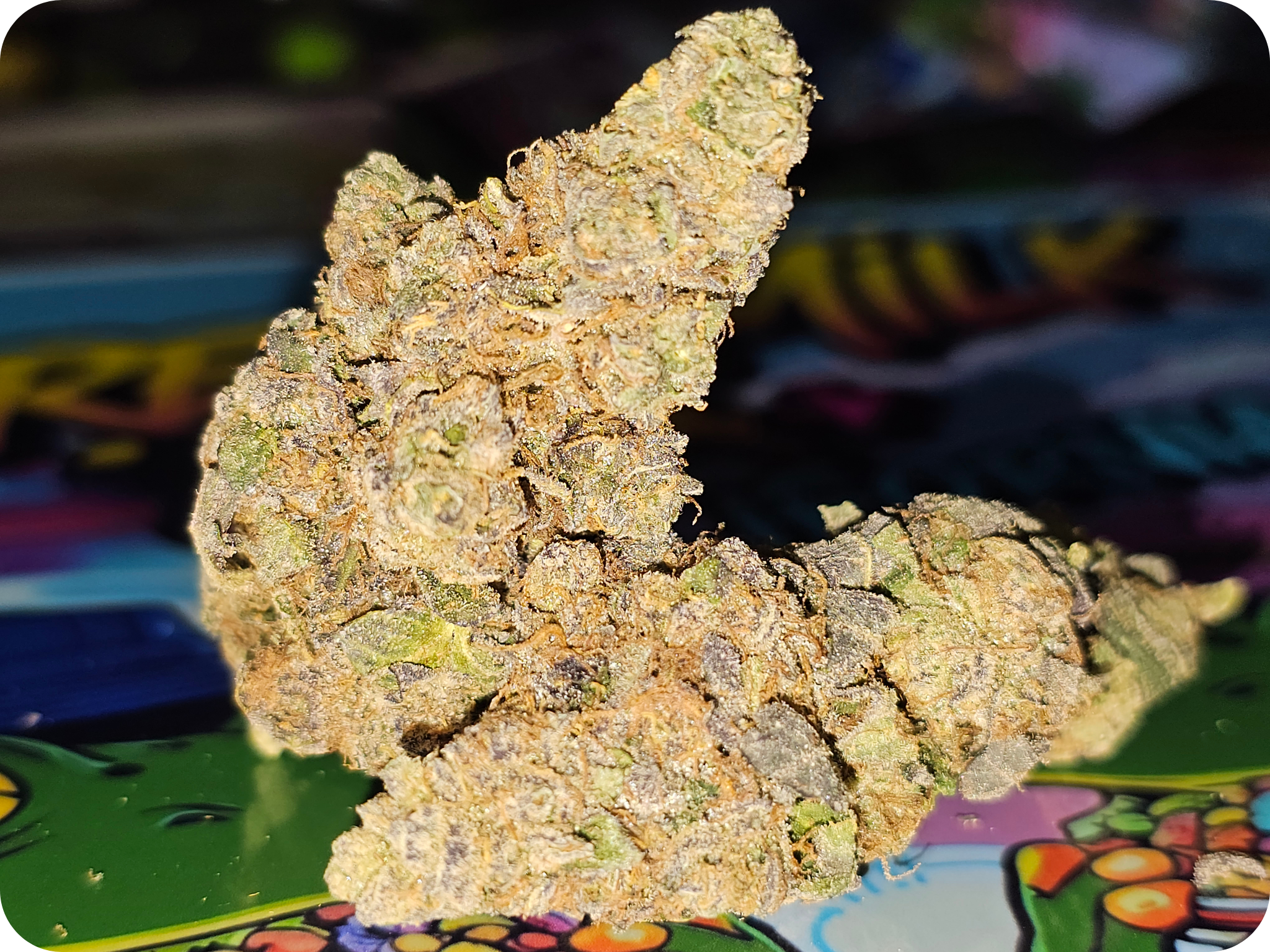 thca-fleur-premium-cereal-milk-thca-fleur-thca-naturelle-cereal-milk-indoor-thca-import-californie-variete-thca-puissante-fleur-non-vaporisee-thca-jungle dream pionnier thca
