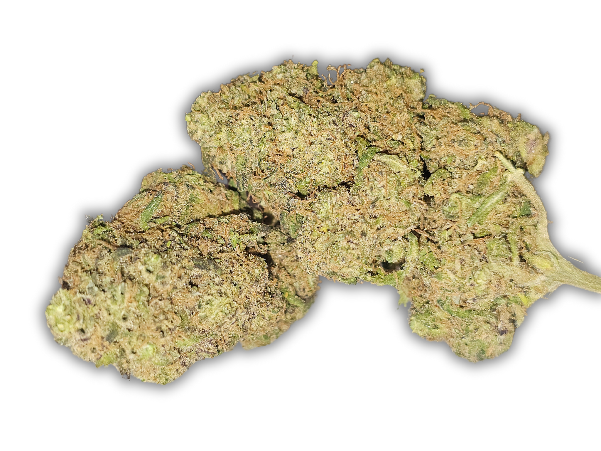 Blue Lobster CBD indoor