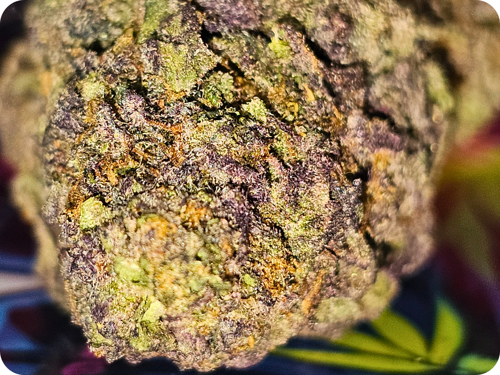 ACHAT THCA , fleurs thca , shop thca, jungle dream thca ,  thca , shop thca , resine thca