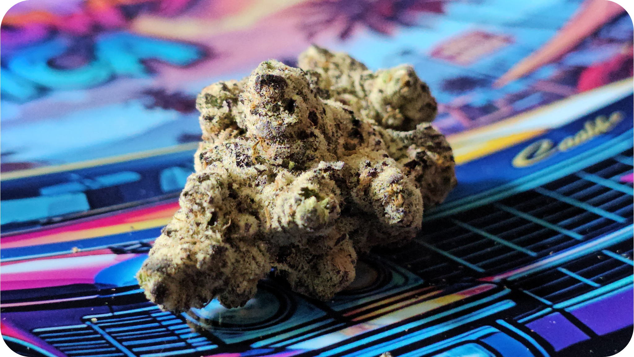 achat thca , thca france , cadillac rainbow thca jungle dream