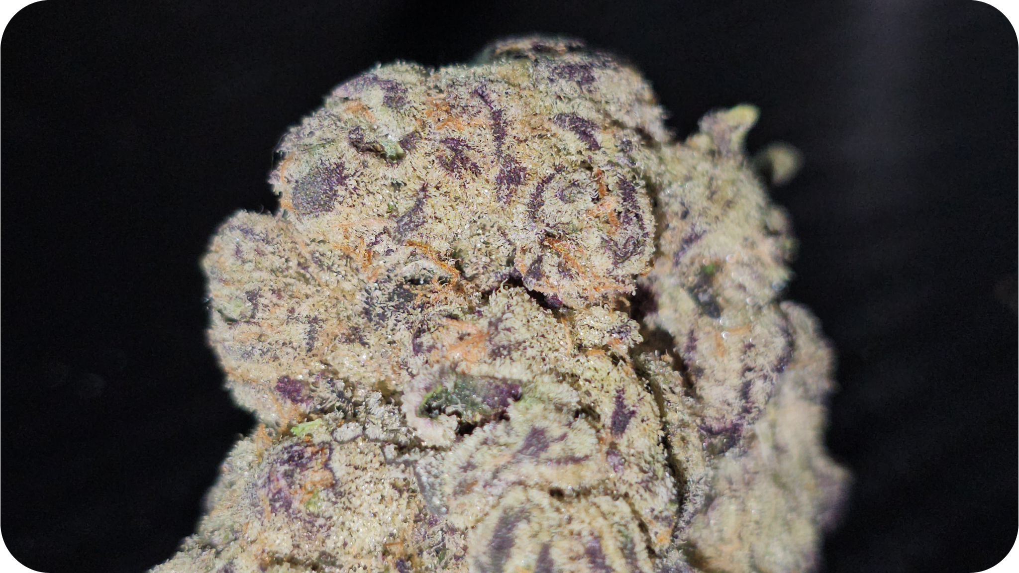 jungle dream achat thca , thca france