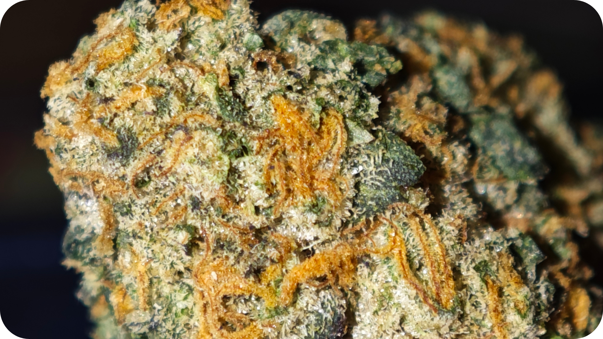 JET FUEL THCA THCA AAA THCA TOP SHELF GROSSISTE THCA WHOLESAL THCA