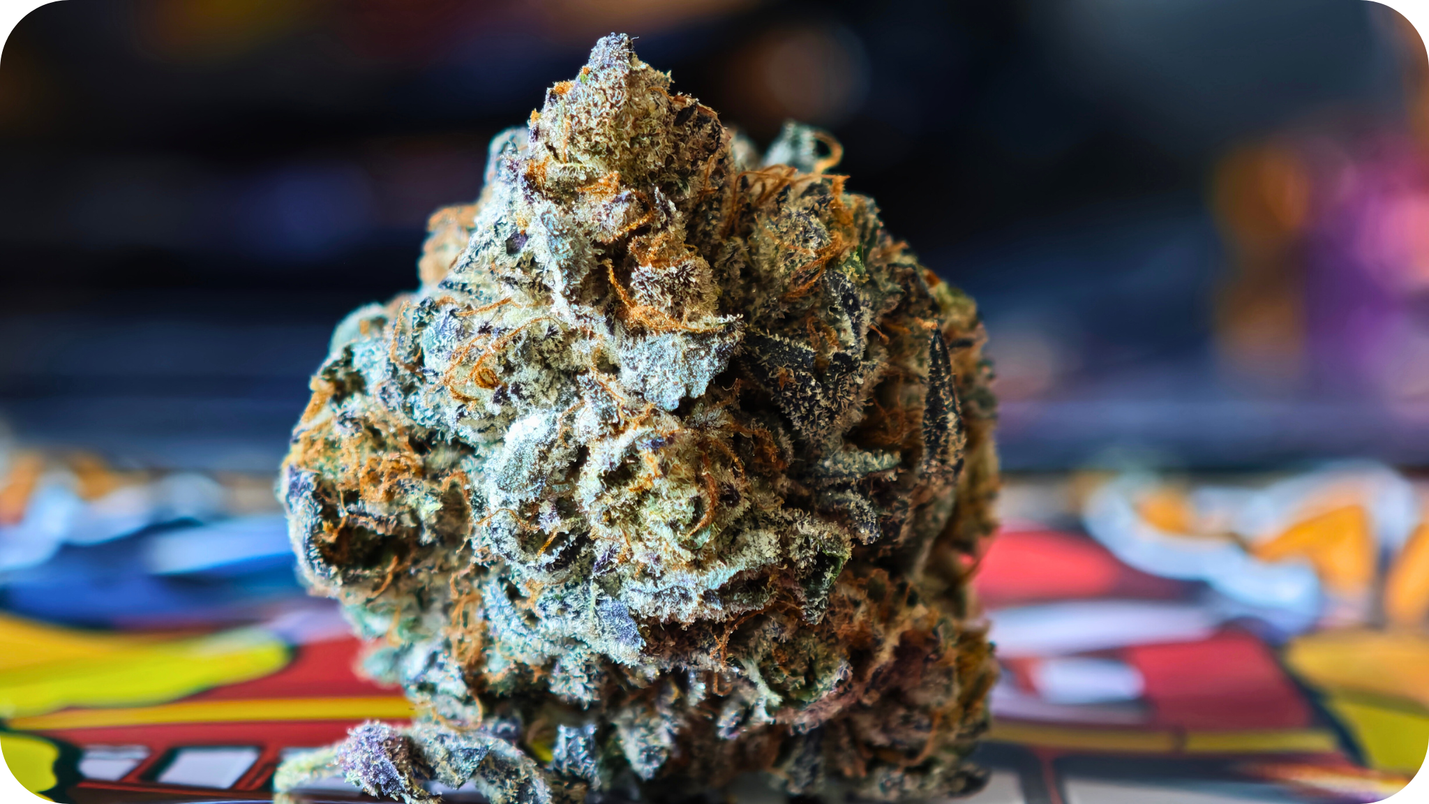 londond pound cake tcha , achat thca , thca france , jungle dream