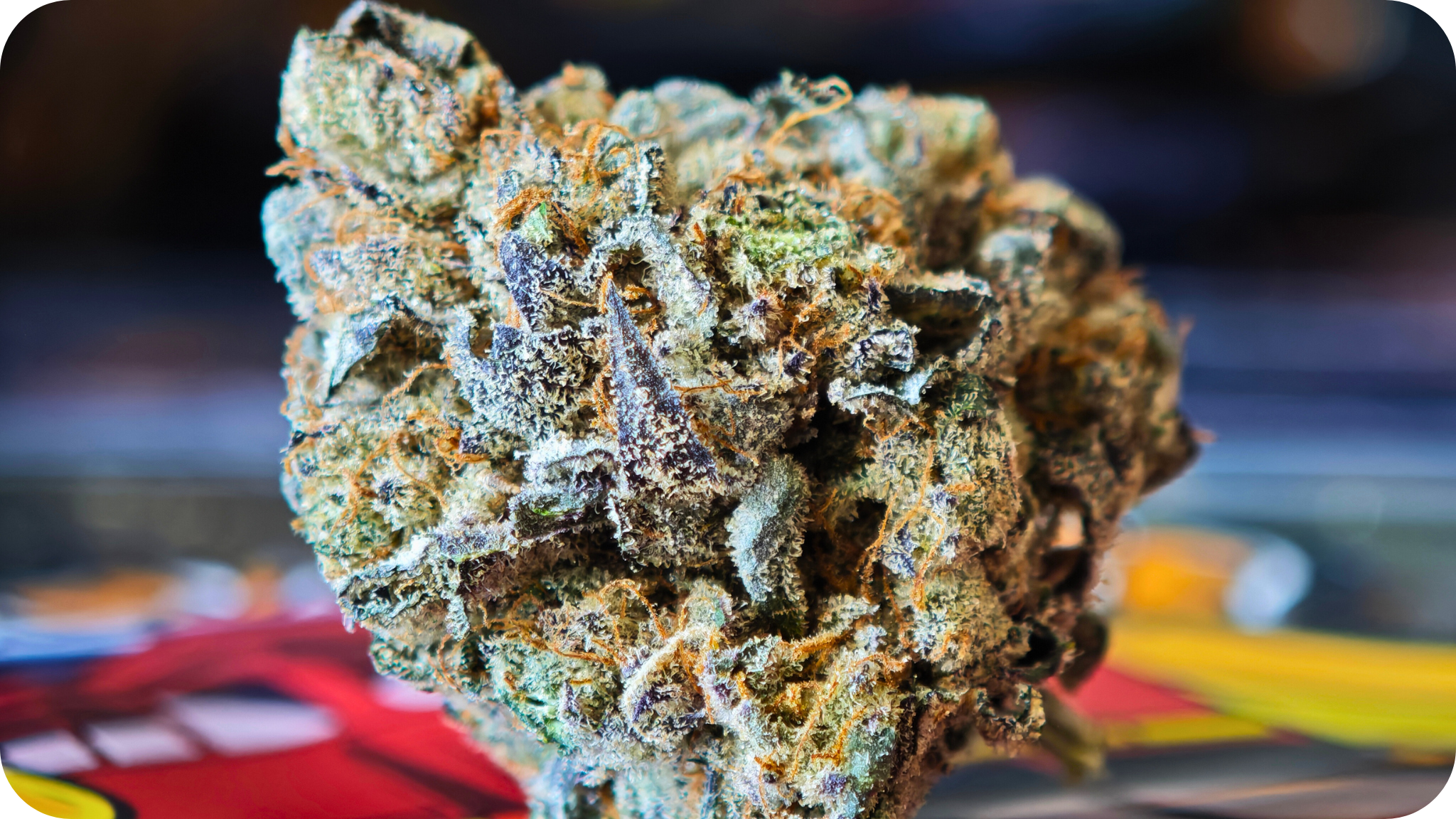 londond pound cake tcha , achat thca , thca france , jungle dream (2)