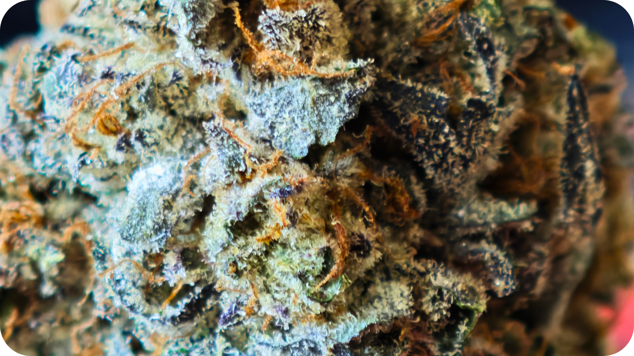 londond pound cake tcha , achat thca , thca france , jungle dream