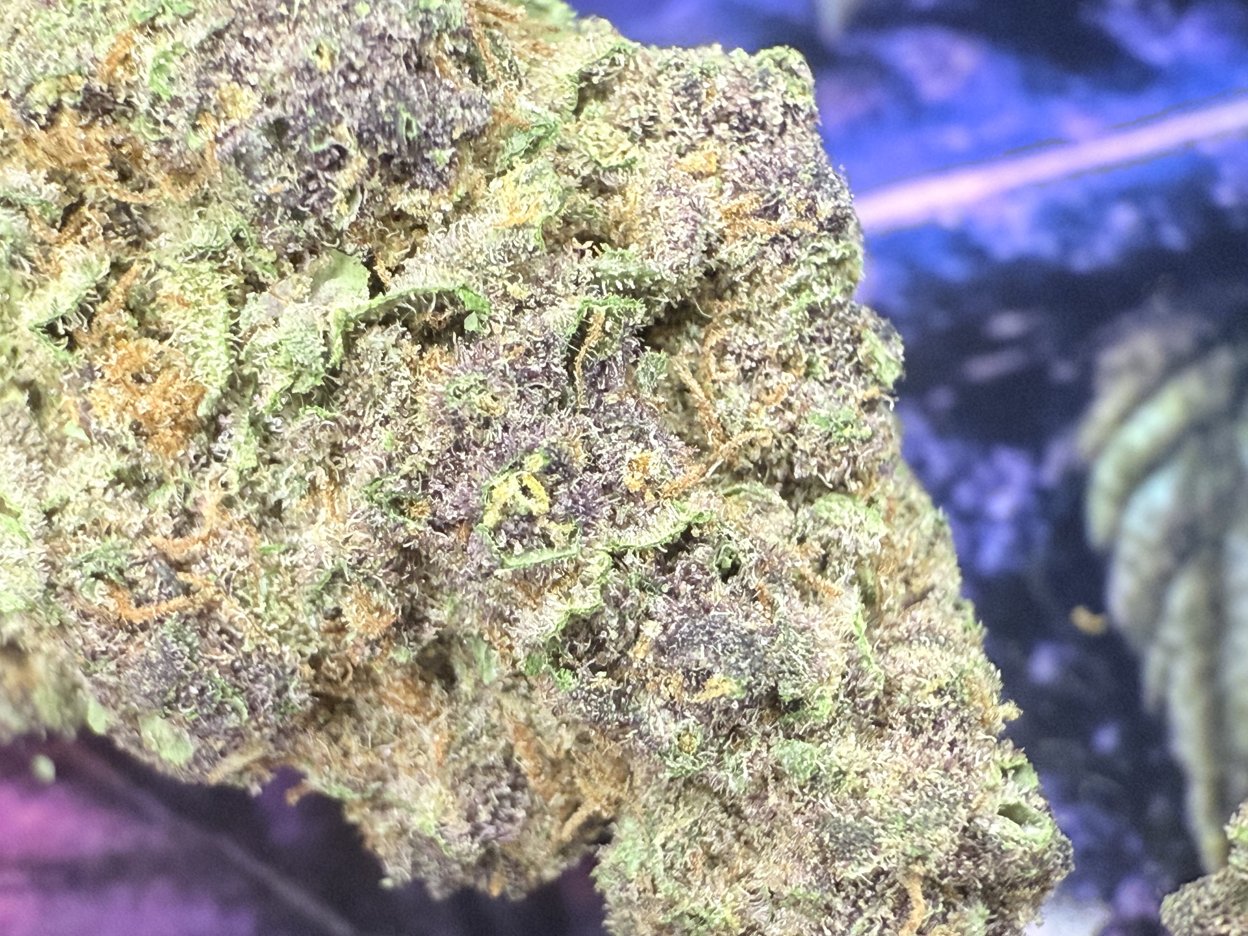 THCA PURPLE HAZE x JEALOUSY2