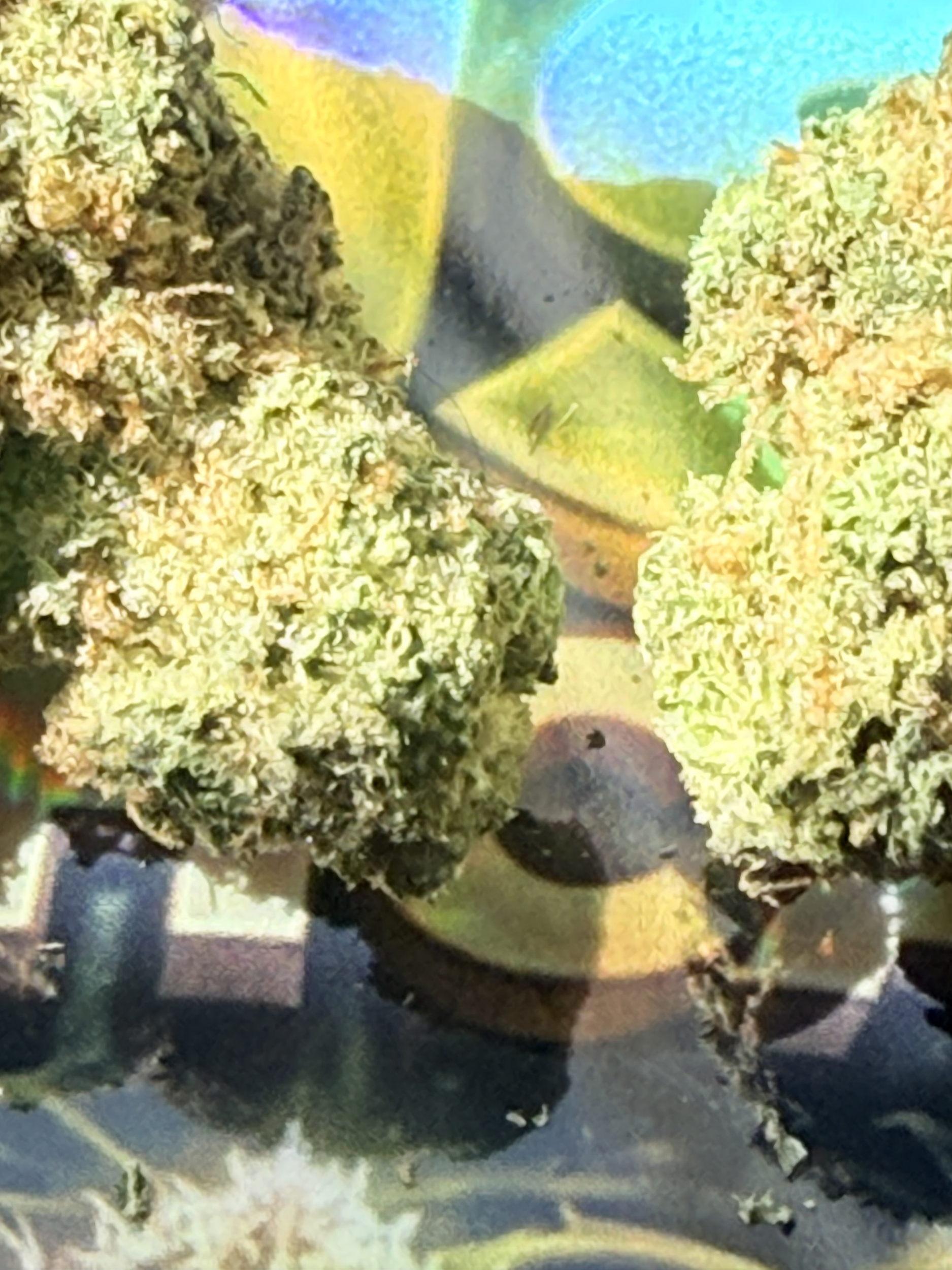 ACHAT THCA - THCA FRANCE - SHOP THCA - THCA PREMIUM (3)