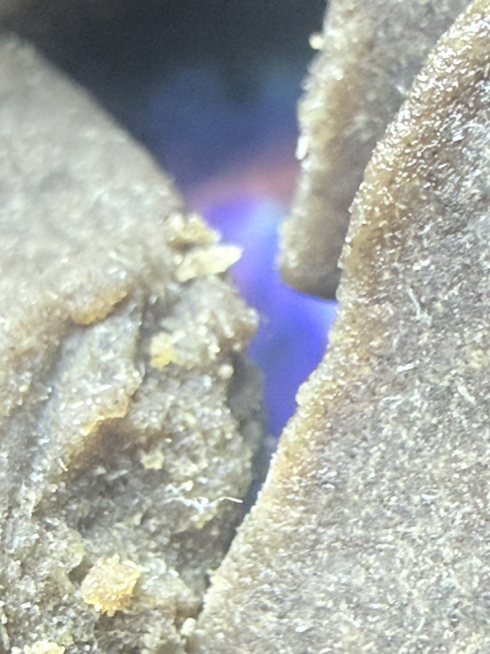 ACHAT THCA NATUREL THCA FRANCE SHOP  THCA FRANCE