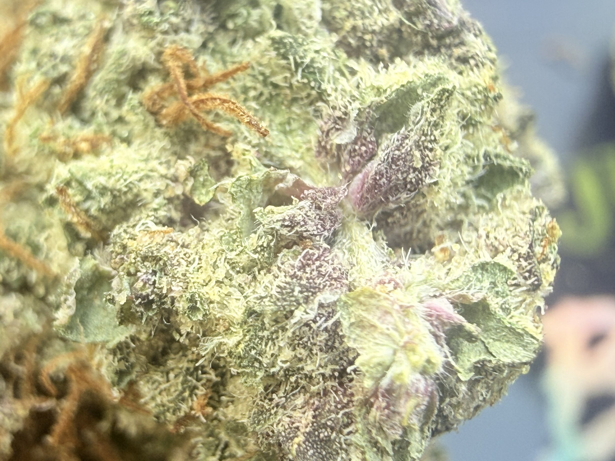 black-zushi-original-z-kush-mints-genetique.jpg
