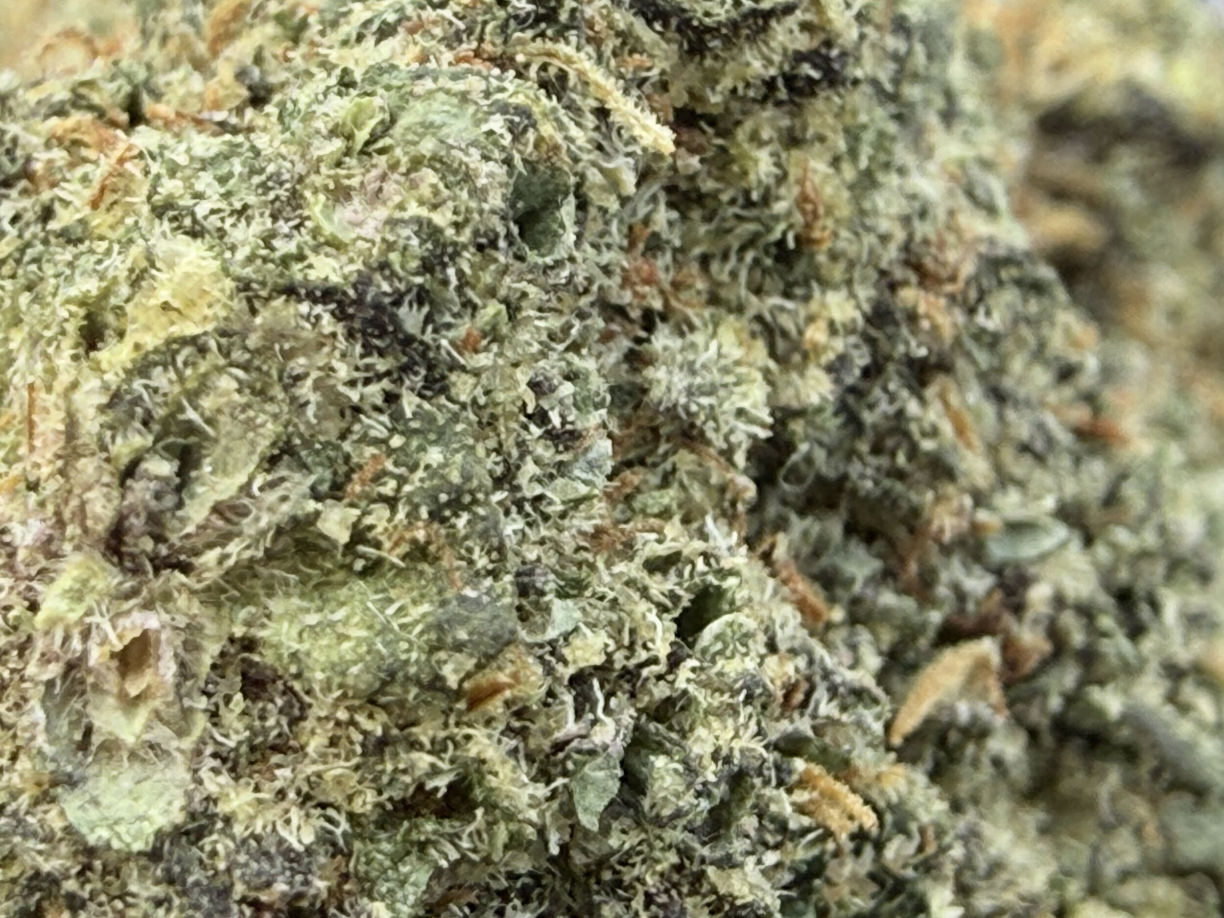 black-zushi-thca naturel.jpg