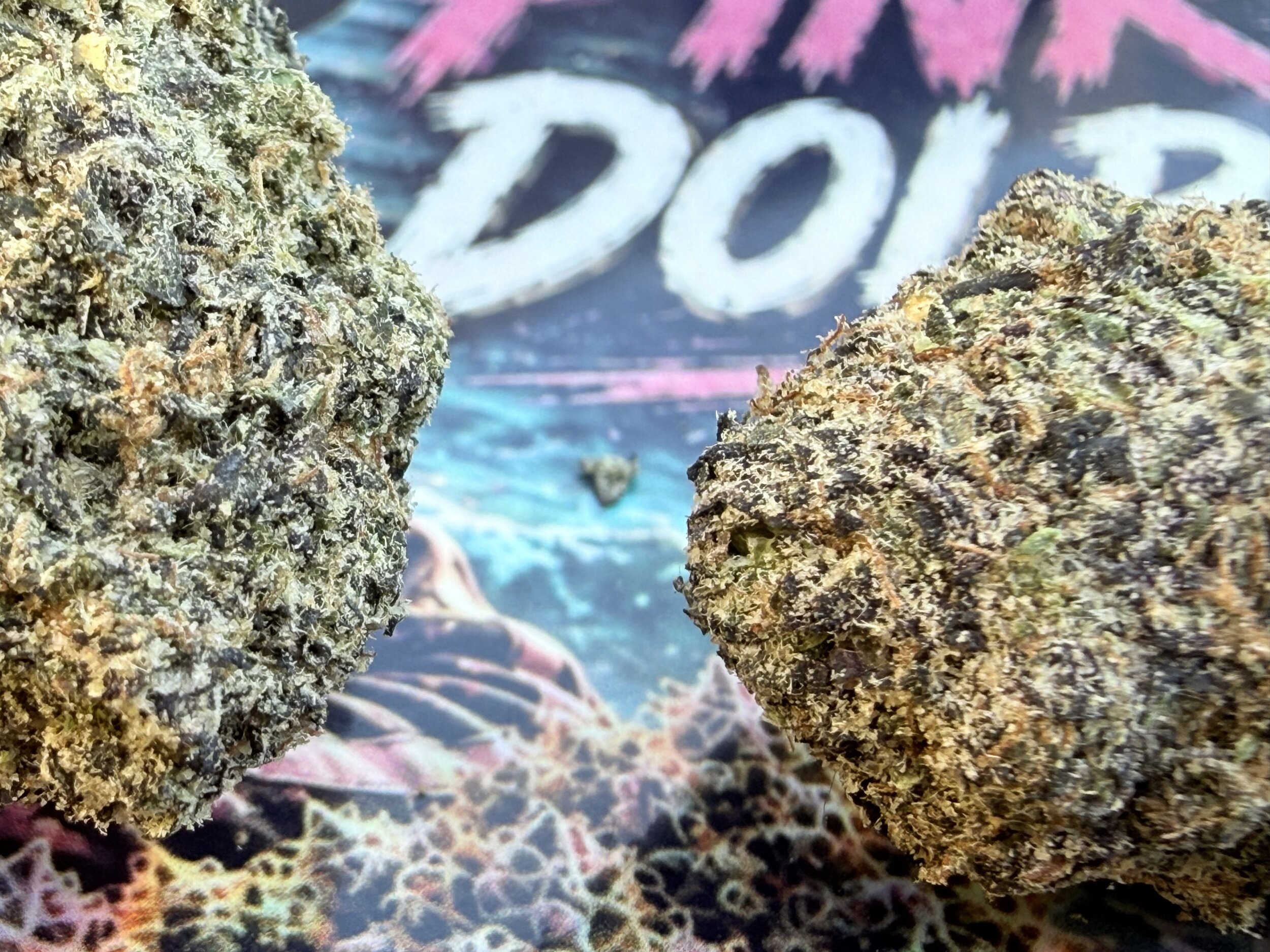 pink dolphin thca - jungle dream