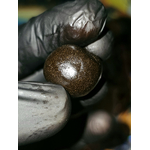 tropical kush hash , achat 10 oh hhcp shop 10 oh hhcp resine 10 oh hhcp , fleurs 10 oh hhcp