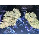 Black runtz THCA
