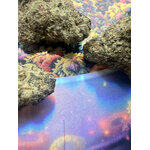 achat thca non vaporise naturel - shop thca - thca france