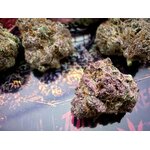 ACHAT THCA - THCA FRANCE - SHOP THCA - ACHAT THCA FRANCE