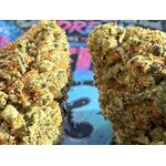 SHOP THCA (2)