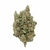 Orange-Sherbet-CBD-Big-Bud-Indoor-Hydro