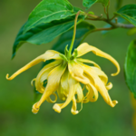 ylang