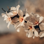 Photos gratuites de abondance, amande, arbre