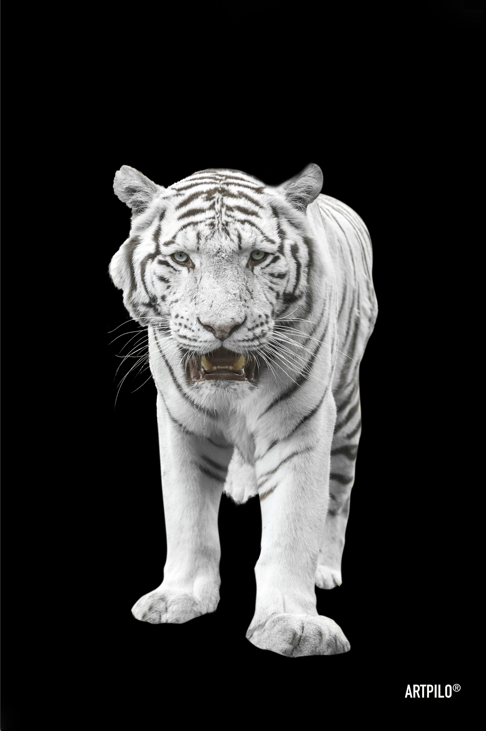 Tableau WHITE TIGER Black 60x90 cm