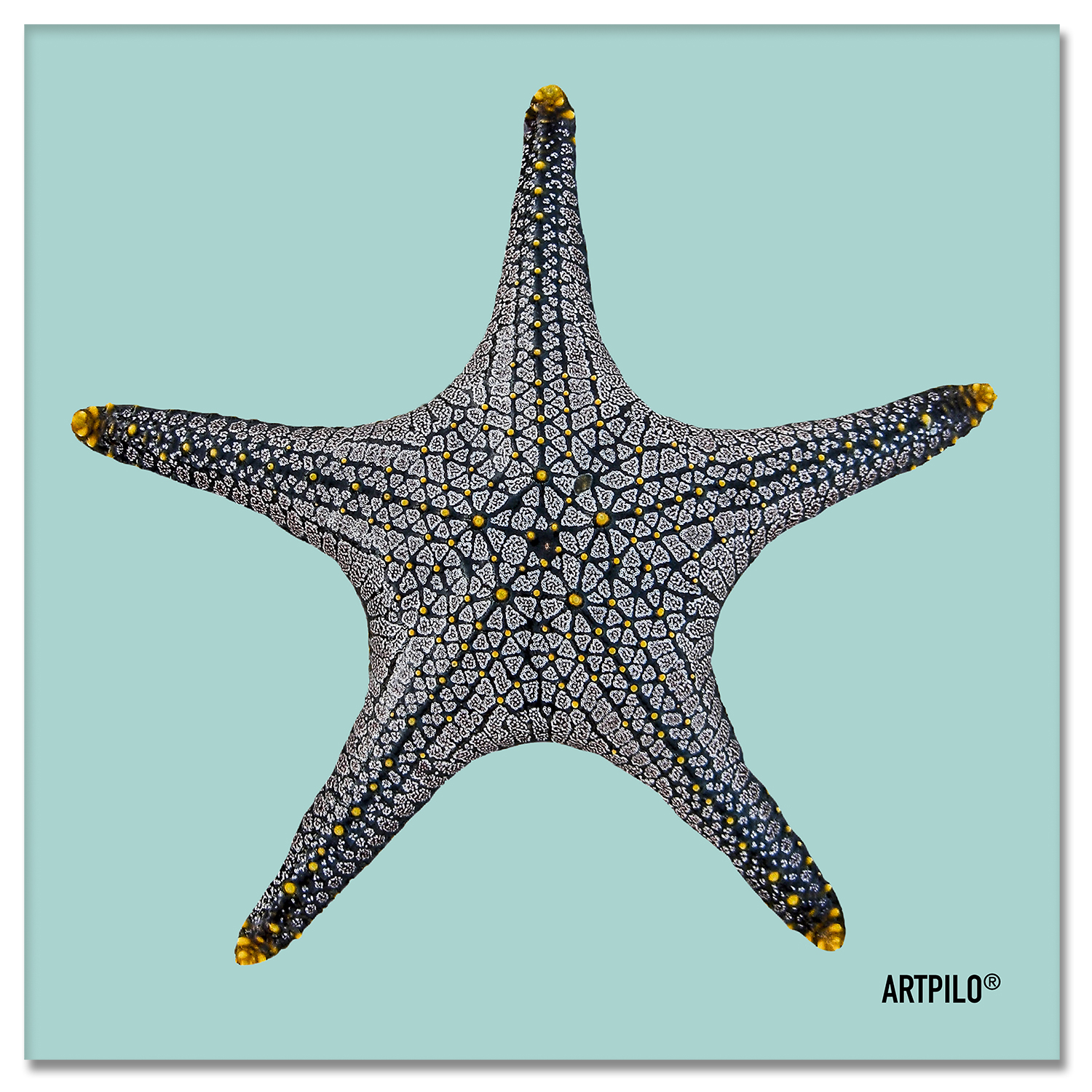 tableau_starfish_bleu