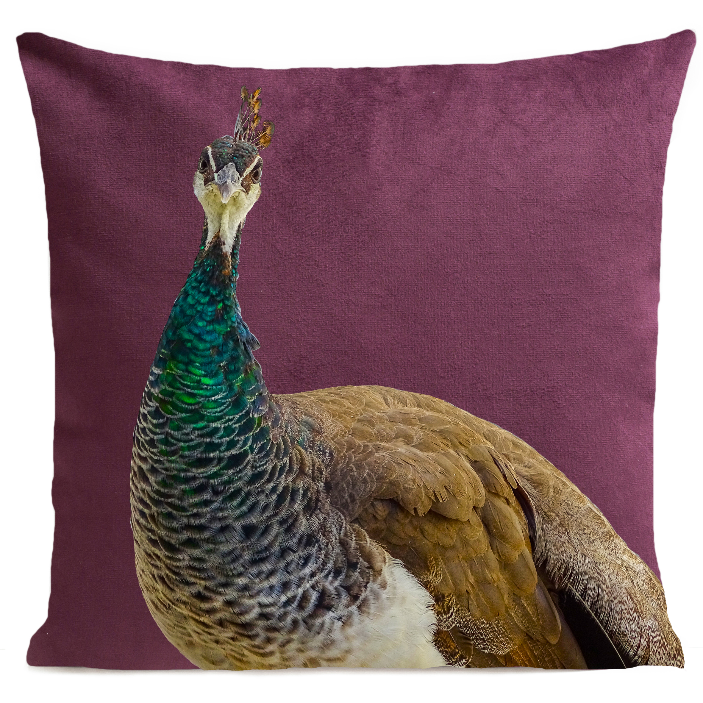 coussin-mme-peacock-prune
