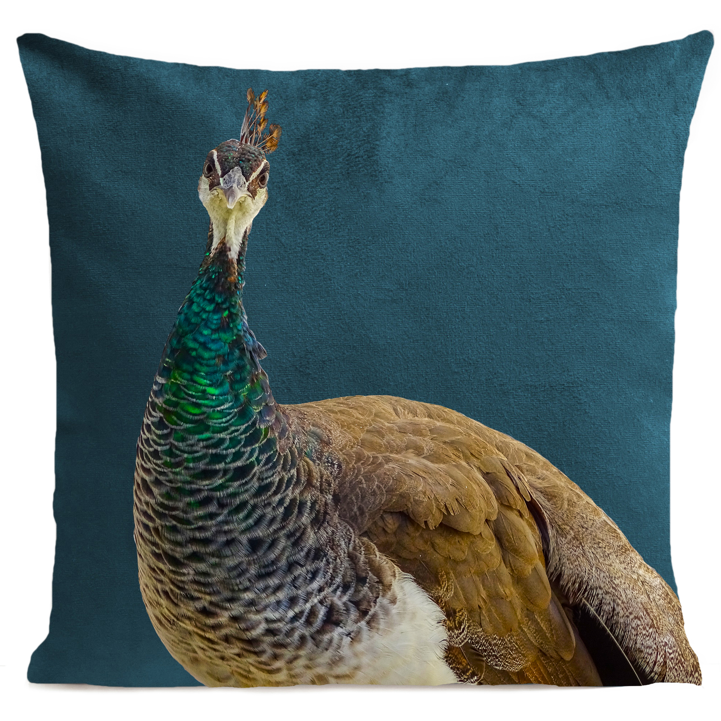 coussin-mme-peacock-bleu-canard