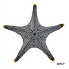 Tableau STAR FISH Blanc 60x60 cm
