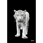 Tableau WHITE TIGER Black 60x90 cm
