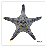 tableau_starfish_blanc