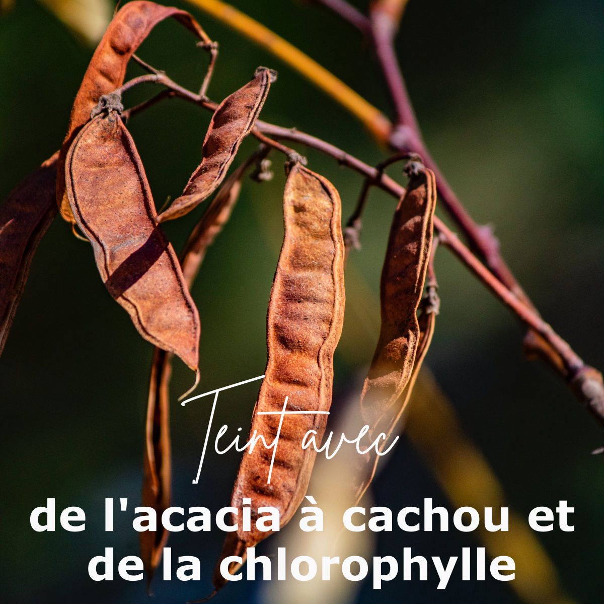 Feuilles de sauge