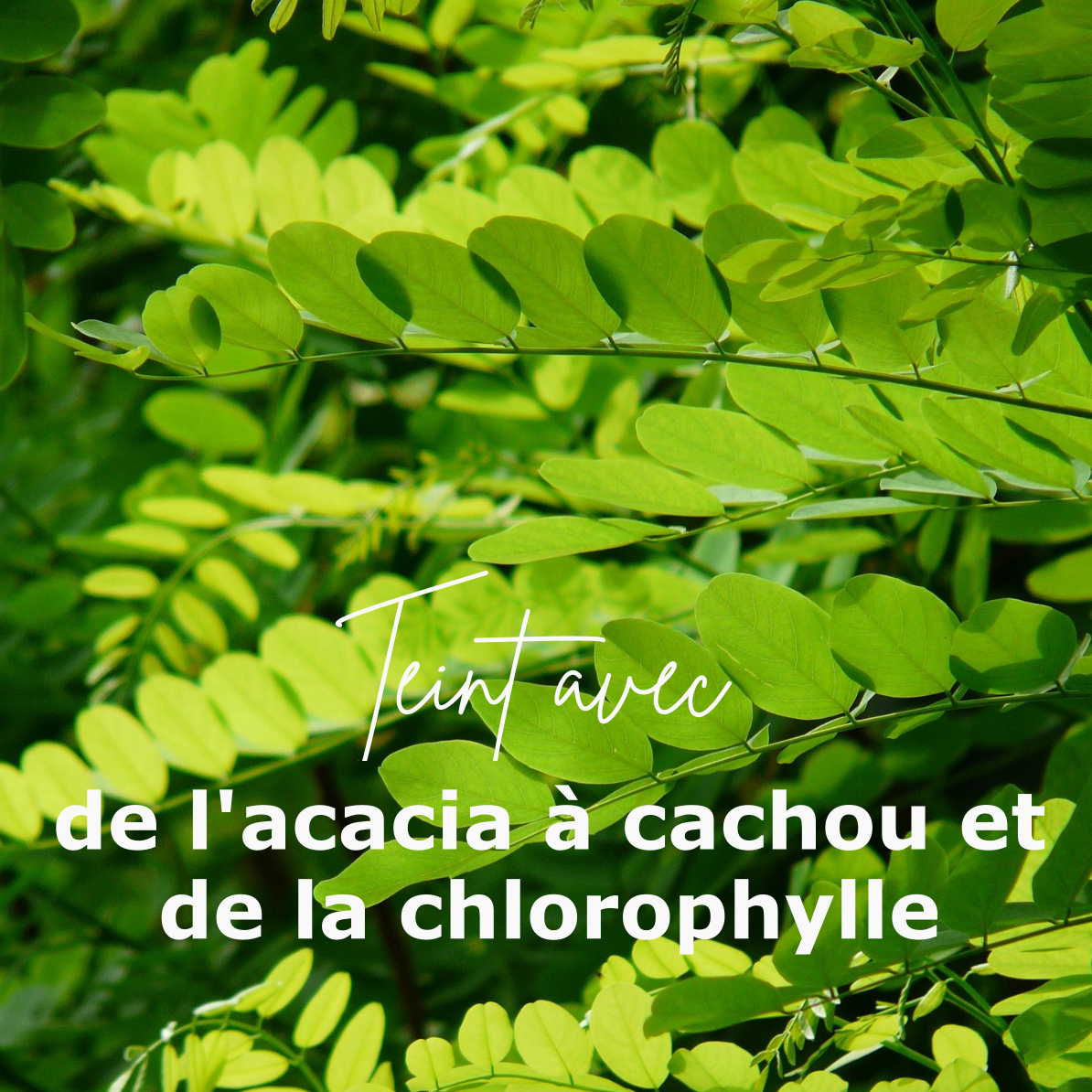 Lierre