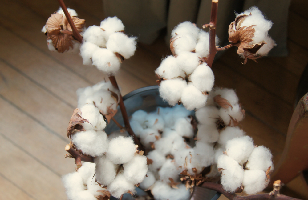 coton bio gots natura feel