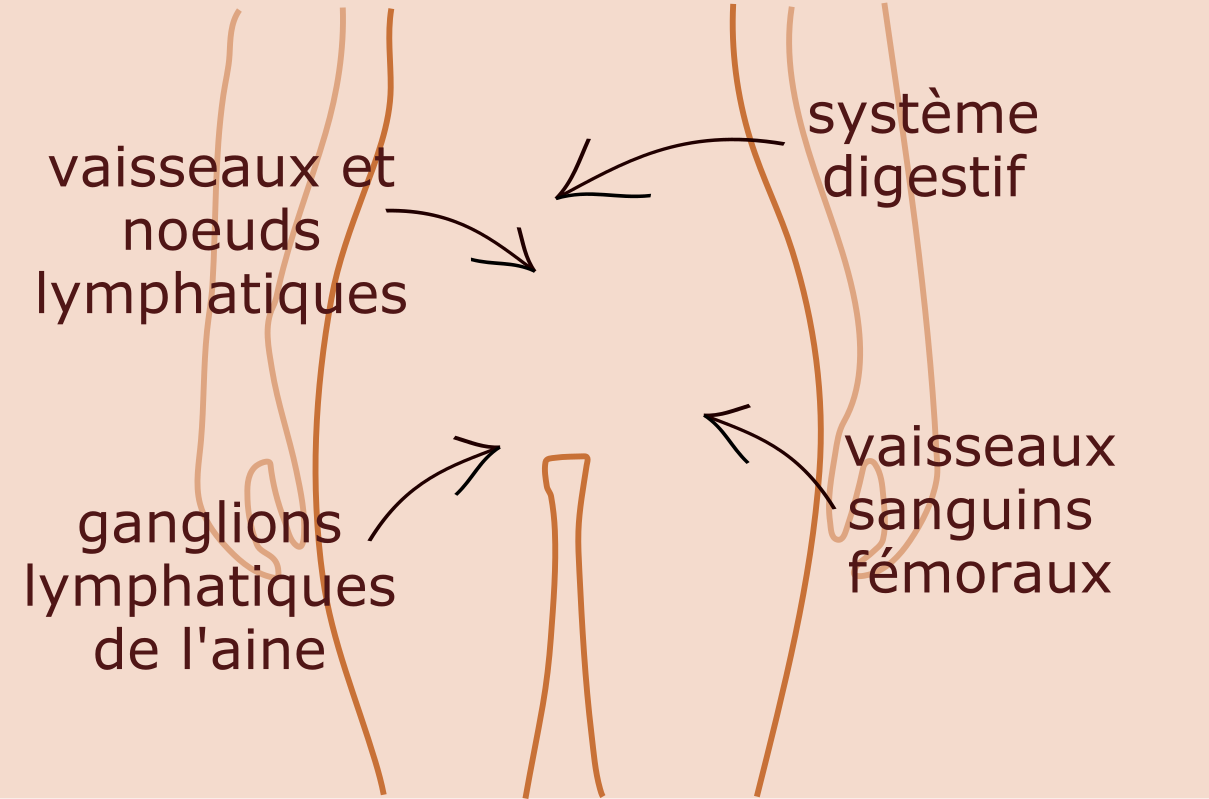 anatomie du bassin natura feel