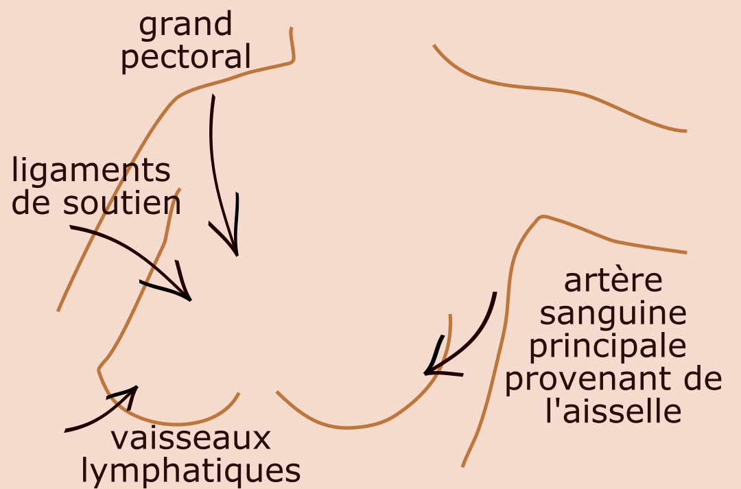 anatomie de la poitrine natura feel