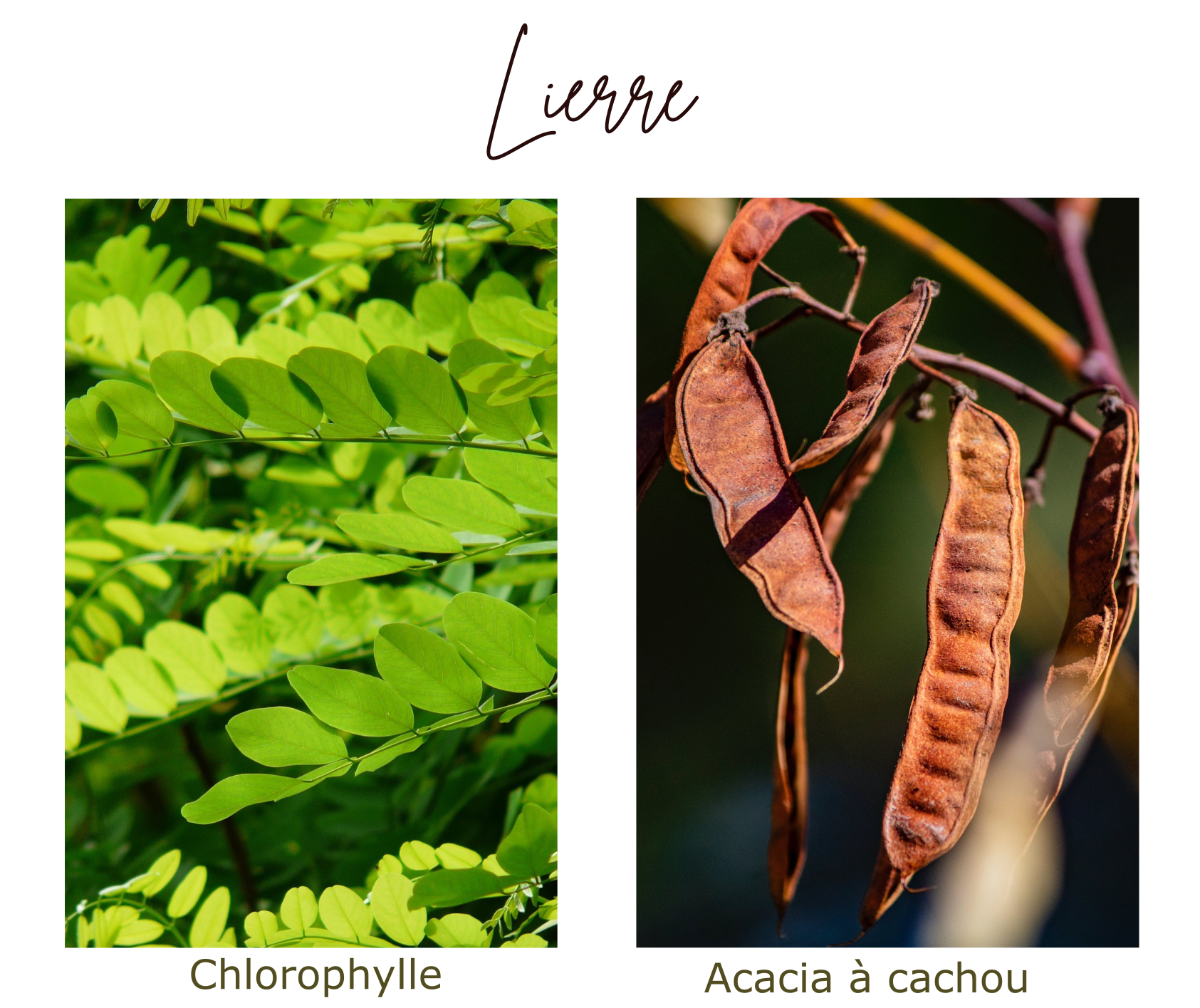 lierre composition de la couleur