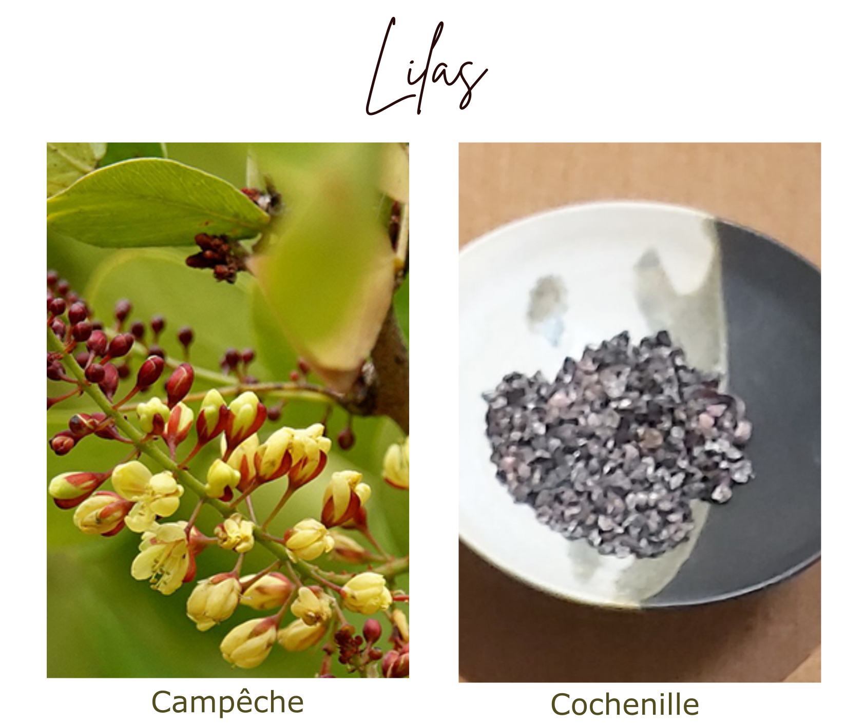 lilas composition de la couleur