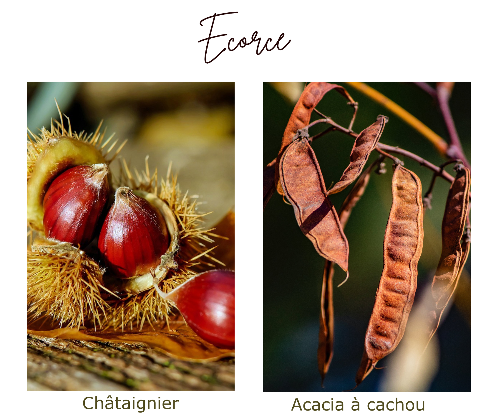 ecorce composition de la couleur